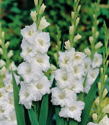 Гладиолус Тарантелла Гладиолус Тарантелла - Dolina-Sad.Ru