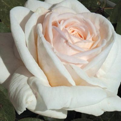 Роза Дж.Ф. Кеннеди Роза Дж.Ф. Кеннеди - Dolina-Sad.Ru