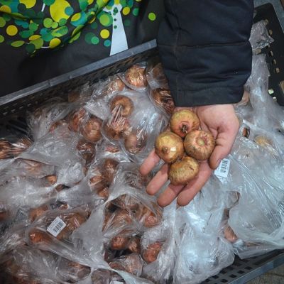 Гладиолус Банана Раффл Гладиолус Банана Раффл фото