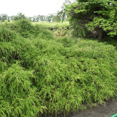 Кипарисовик горохоплодный Филифера Грацилис фото