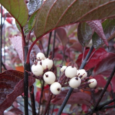 Дерен белый Кессельринги Дерен белый Кессельринги - Dolina-Sad.Ru