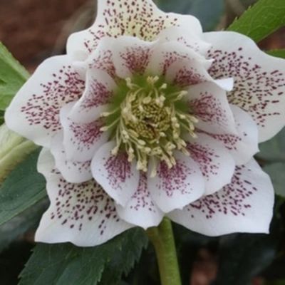 Морозник Дубль Вайт Спот - Dolina-Sad.Ru