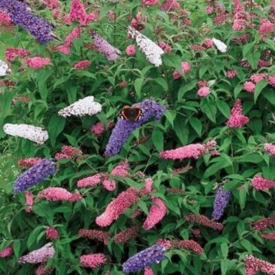 Будлея Давида Изменчивая Будлея Давида Изменчивая фото