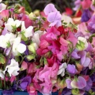 Горошек многолетний РАЗНОЦВЕТЬЕ Горошек многолетний РАЗНОЦВЕТЬЕ фото