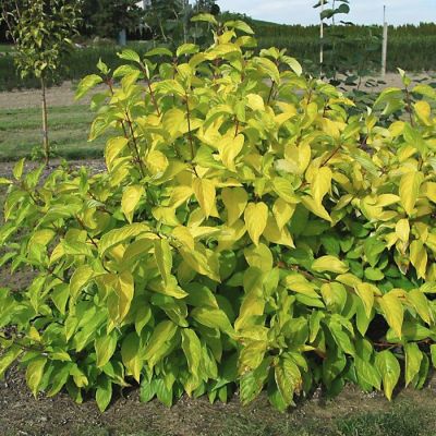 Дерен белый Неон Берст Дерен белый Неон Берст - Dolina-Sad.Ru