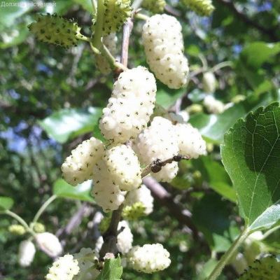 Шелковица белая за 1 копейку Шелковица белая за 1 копейку фото