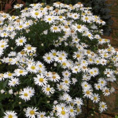 Астра кустарниковая Вейс фото