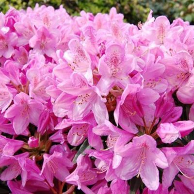 Рододендрон Данута фото