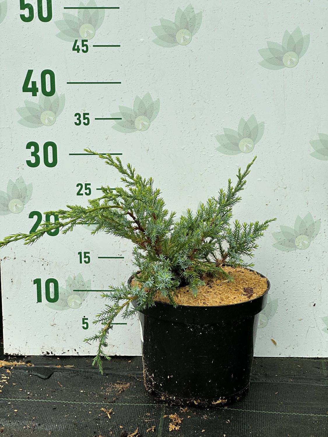 Можжевельник чешуйчатый Холгер, С3 Можжевельник чешуйчатый Холгер, С3 - Dolina-Sad.Ru