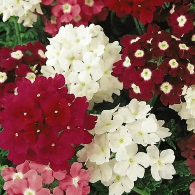 Вербена гибридная Маджента Вербена гибридная Маджента фото