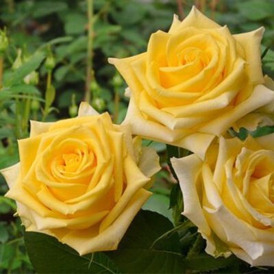 Роза Тара - Dolina-Sad.Ru