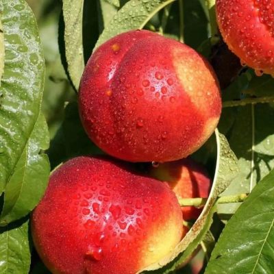 Персик Лола Персик Лола - Dolina-Sad.Ru