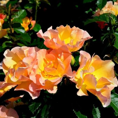 Роза Морден Санрайз Роза Морден Санрайз - Dolina-Sad.Ru