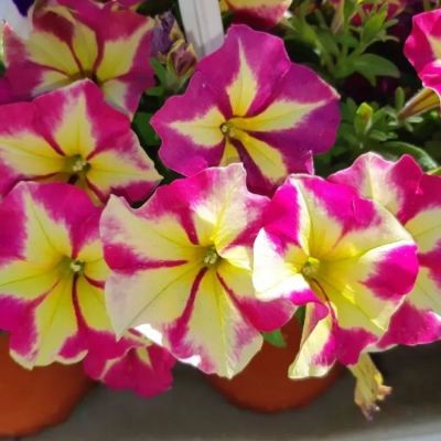 Петуния Крейзитаня Пинк Фламинго - Dolina-Sad.Ru