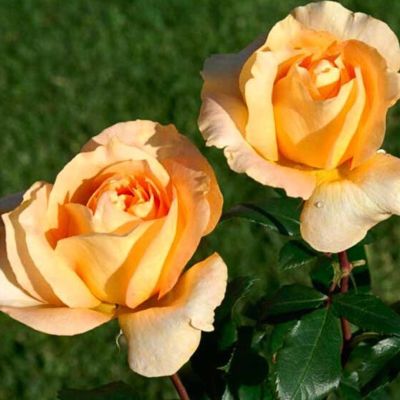 Роза Золотистая Роза Золотистая - Dolina-Sad.Ru