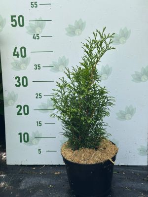 Туя Западная Смарагд, С2 - Dolina-Sad.Ru