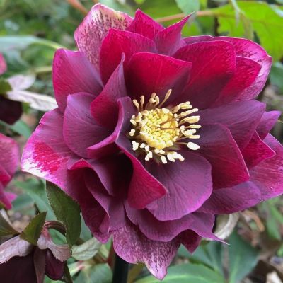 Морозник Дубль Хубридс Ред Промис Морозник Дубль Хубридс Ред Промис - Dolina-Sad.Ru