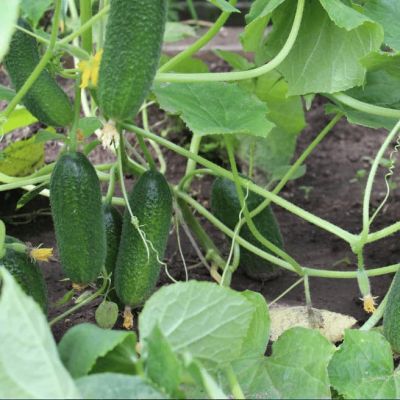 Огурец Феникс Плюс Огурец Феникс Плюс фото