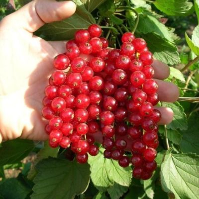 Смородина Красная Ионкер Ван Тетс Смородина Красная Ионкер Ван Тетс фото