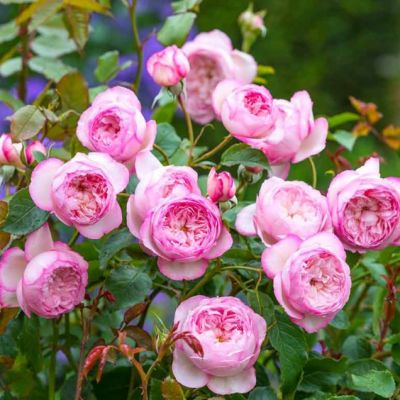 Роза Дэвида Остина Роза Дэвида Остина - Dolina-Sad.Ru