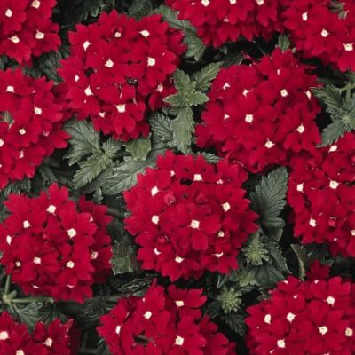 Вербена гибридная Маджента Вербена гибридная Маджента фото