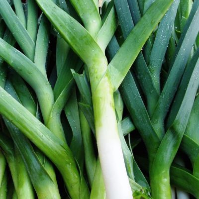 Лук Порей Карантанский Лук Порей Карантанский фото