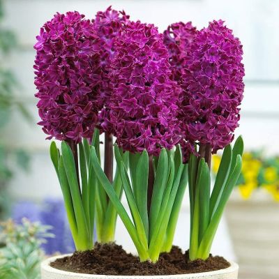 Гиацинт Вудсток Гиацинт Вудсток фото