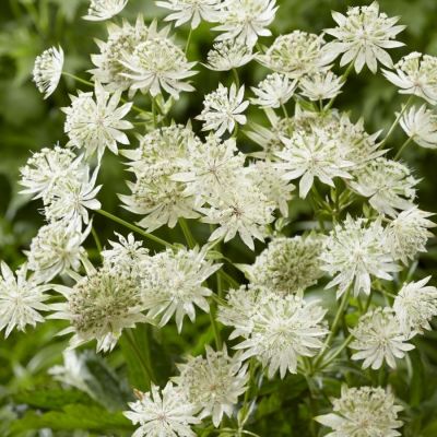 Астранция крупная Диамонд Вайт Астранция крупная Диамонд Вайт - Dolina-Sad.Ru