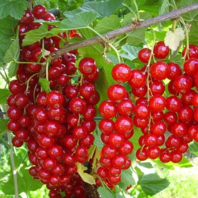 Смородина Красная Ионкер Ван Тетс Смородина Красная Ионкер Ван Тетс фото