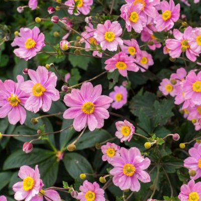 Анемона Серенада Анемона Серенада - Dolina-Sad.Ru