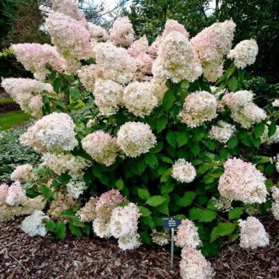 Гортензия метельчатая Конфетти - Dolina-Sad.Ru