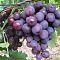 Виноград Рошфор - Dolina-Sad.Ru