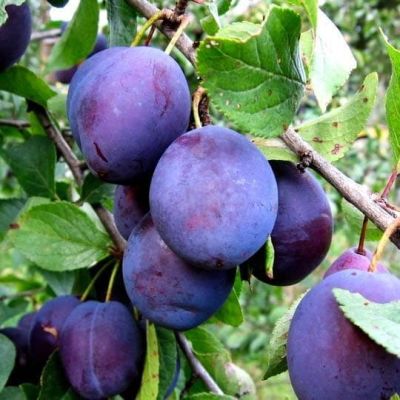 Слива Чернослив Слива Чернослив фото