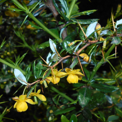 Барбарис Джут, С3 - Dolina-Sad.Ru