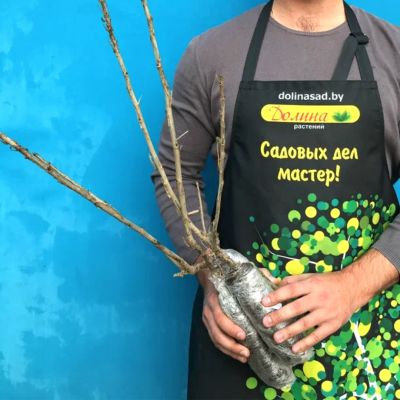 Смородина Розовая Прыгажуня Смородина Розовая Прыгажуня фото