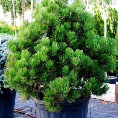 Сосна Белокорая Компакт Джем фото