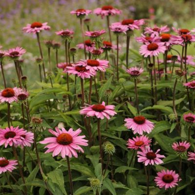 Эхинацея пурпурная Руби Глоу Эхинацея пурпурная Руби Глоу - Dolina-Sad.Ru
