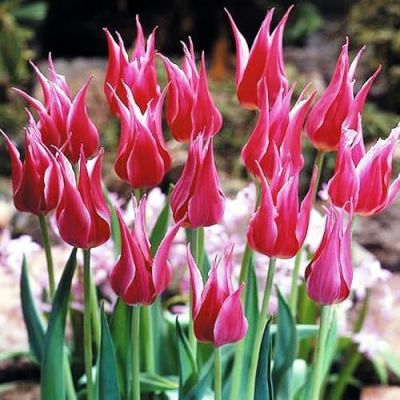 Тюльпан Лили Чик фото