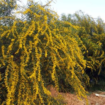 Карагана древовидная, С3 - Dolina-Sad.Ru