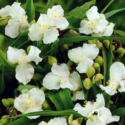 Традесканция Андерсона Инносенс фото