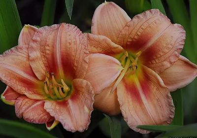 Лилейник Джаст Май Сайз Лилейник Джаст Май Сайз фото