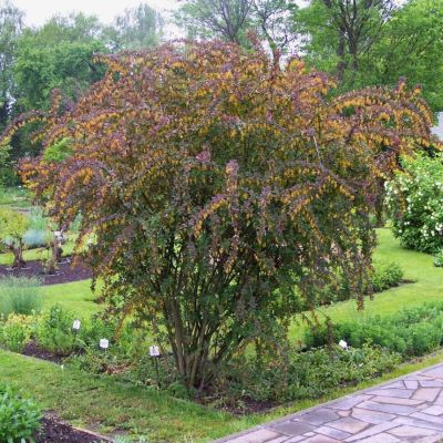 Барбарис Тунберга, С3 - Dolina-Sad.Ru