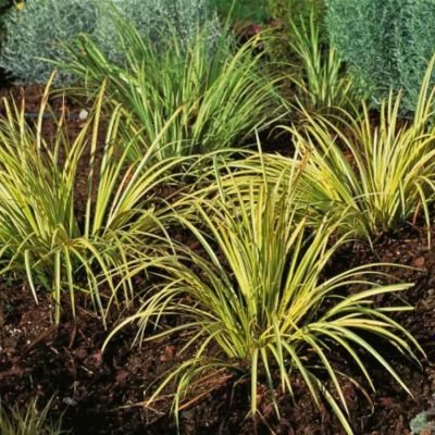 Осока коричневая Ауреомаргината - Dolina-Sad.Ru