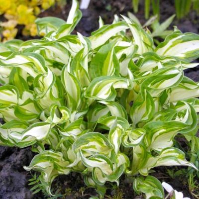 Хоста Киви Сперминт Хоста Киви Сперминт - Dolina-Sad.Ru