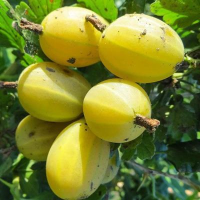 Крыжовник Куршу Дзинтарс фото