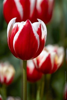 Тюльпан Фул Хаус Тюльпан Фул Хаус фото