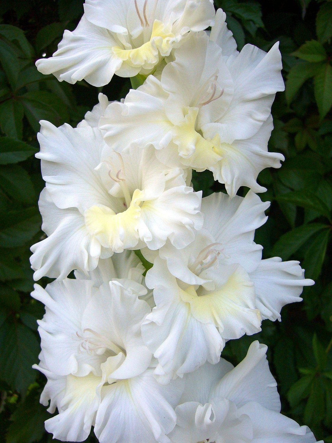 Гладиолус Тарантелла Гладиолус Тарантелла - Dolina-Sad.Ru