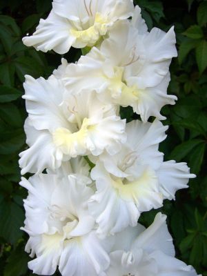 Гладиолус Тарантелла Гладиолус Тарантелла - Dolina-Sad.Ru