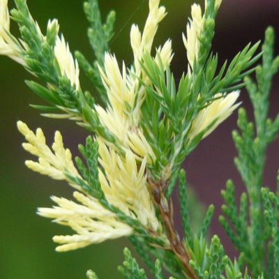 Можжевельник китайский Вариегата Можжевельник китайский Вариегата фото