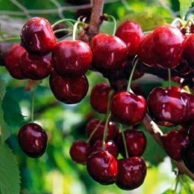 Черешня Сюбаровская Черешня Сюбаровская фото